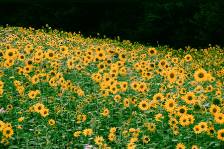 Gorges du Verdon, famous canyon in Provence-Alpes-Cote d Azur, France, at summer. Sunflowersの写真素材