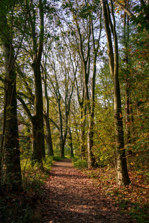 Path of the Monza park, Brianza, Lombardy, Italy, at Novemberの写真素材