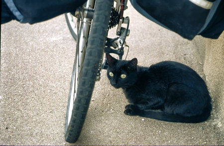 Black cat and bicycle at Mars-la-Tour, Meurthe-Moselle, Grand Est, Franceの写真素材