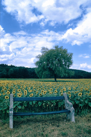 Field of sunflowers near Auxerre, Yonne, Bourgogne-Franche-Comte France, at summerの写真素材