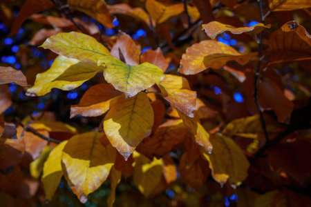 Autumn at Parco Sempione, public park in Milan, Lombardy, Italy