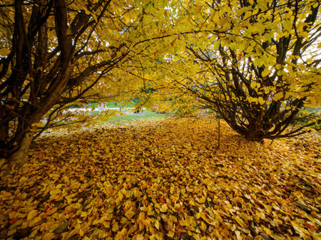 Autumn at Parco Sempione, public park in Milan, Lombardy, Italyの写真素材