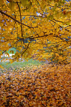 Autumn at Parco Sempione, public park in Milan, Lombardy, Italyの写真素材