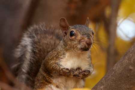 Autumn at Parco Sempione, public park in Milan, Lombardy, Italy: a squirrelの写真素材