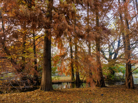 Autumn at Parco Sempione, public park in Milan, Lombardy, Italyの写真素材