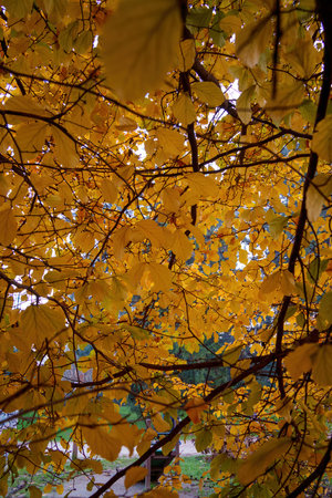 Autumn at Parco Sempione, public park in Milan, Lombardy, Italy