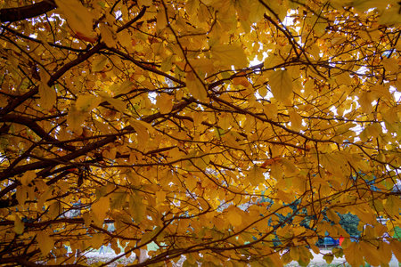 Autumn at Parco Sempione, public park in Milan, Lombardy, Italyの写真素材