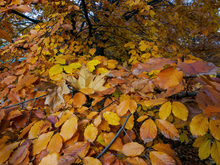 Autumn at Parco Sempione, public park in Milan, Lombardy, Italyの写真素材