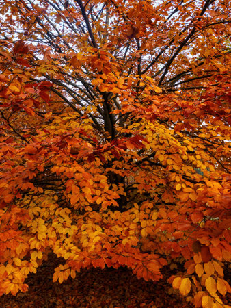 Autumn at Parco Sempione, public park in Milan, Lombardy, Italy