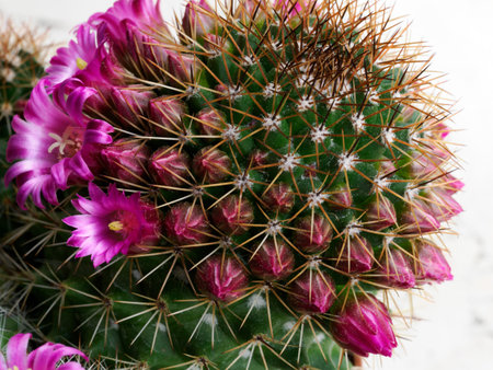 Mammillaria, a potted flowering cactus at springtimeの写真素材