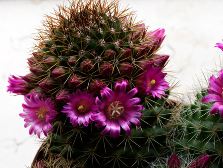 Mammillaria, a potted flowering cactus at springtimeの写真素材