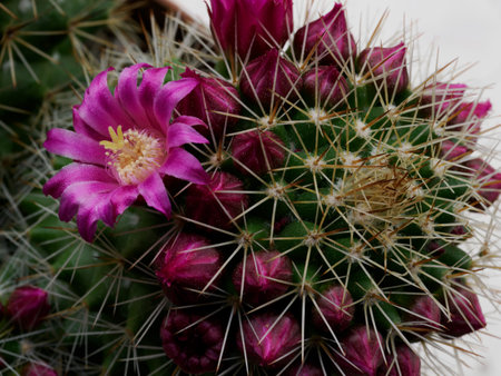 Mammillaria, a potted flowering cactus at springtimeの写真素材