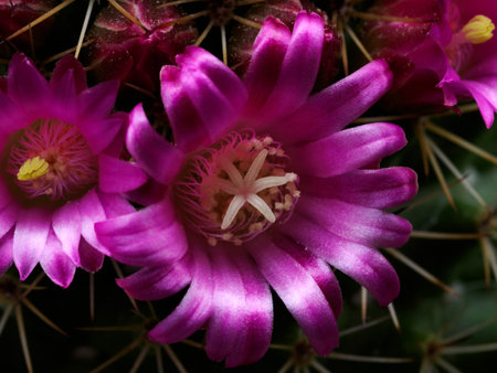 Mammillaria, a potted flowering cactus at springtimeの写真素材