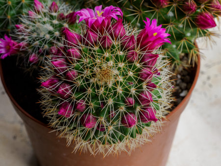 Mammillaria, a potted flowering cactus at springtimeの写真素材