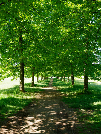 Path of the Monza park, Brianza, Lombardy, Italy, in Aprilの写真素材