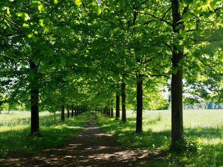 Path of the Monza park, Brianza, Lombardy, Italy, in Aprilの写真素材