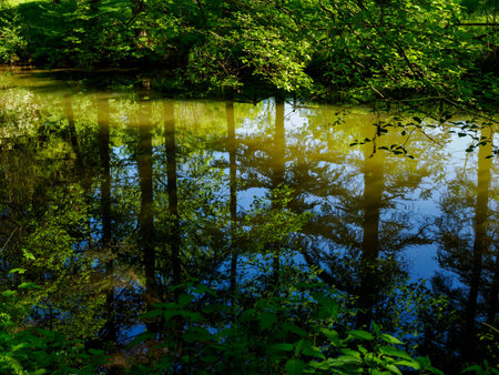 Pond in the Monza park, Brianza, Lombardy, Italy, in Aprilの写真素材