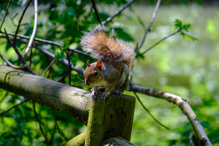 Squirrel in the Monza park, Brianza, Lombardy, Italy, in Aprilの写真素材
