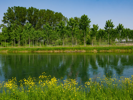 Landscape along the Muzza canal, Milan province, Lombardy, Italy, at springtimeの写真素材