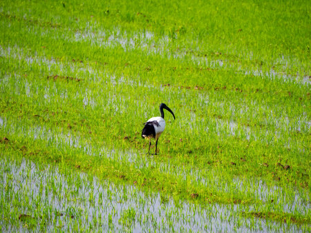 Threskiornis aethiopicus (sacred ibis) in a rice field along the Naviglio Grande near Gaggiano, Milan, Lombardy, Italyの写真素材