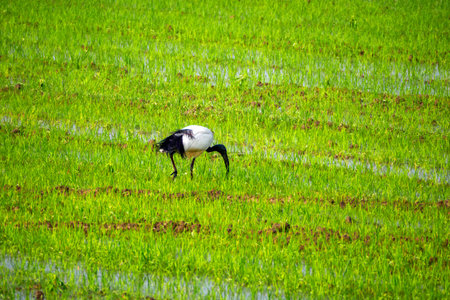Threskiornis aethiopicus (sacred ibis) in a rice field along the Naviglio Grande near Gaggiano, Milan, Lombardy, Italyの写真素材