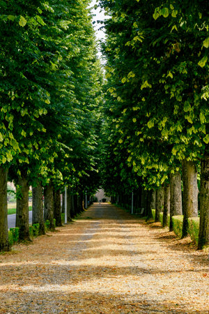 Path near Olevano di Lomellina, Pavia province, Lombardy, Italyの写真素材