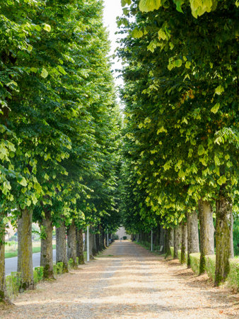 Path near Olevano di Lomellina, Pavia province, Lombardy, Italyの写真素材