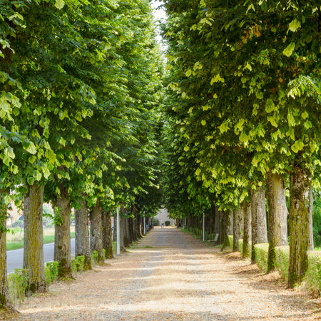 Path near Olevano di Lomellina, Pavia province, Lombardy, Italyの写真素材