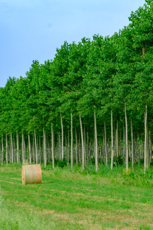 Country landscape near Castello d Agogna, Pavia, Lombardy, Italy at Juneの写真素材