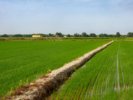 Rural landscape near Terranova, Casale Monferrato, Alessandria province, Piedmont, Italyの写真素材