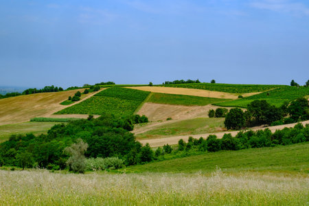 Rural landscape near Casale Monferrato and Ozzano, Alessandria province, Piedmont, Italy