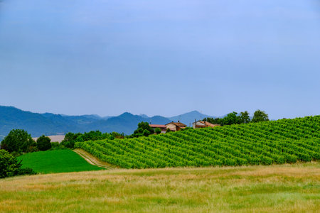 Rural landscape near Casale Monferrato and Ozzano, Alessandria province, Piedmont, Italyの写真素材