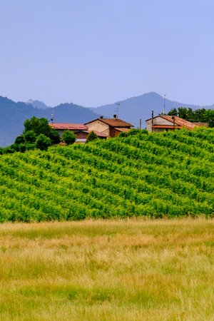 Rural landscape near Casale Monferrato and Ozzano, Alessandria province, Piedmont, Italy
