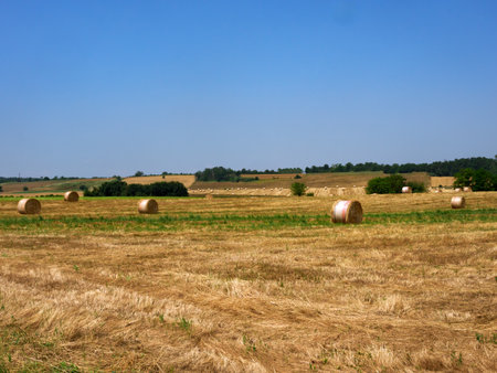 Rural landscape in Monferrato near Oviglio and Bergamasco, Alessandria province, Piedmont, Italyの写真素材