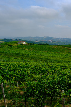 Vineyards in Monferrato near Alice Bel Colle, Asti province, Piedmont, Italy, at June. UNESCO World Heritage Site.の写真素材