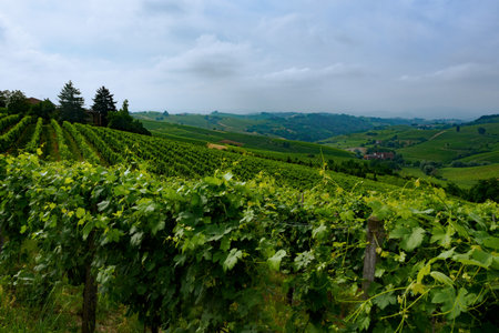 Vineyards in Monferrato near Alice Bel Colle, Asti province, Piedmont, Italy, at June. UNESCO World...
