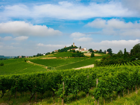 Vineyards in Monferrato near Alice Bel Colle, Asti province, Piedmont, Italy, at June. UNESCO World...
