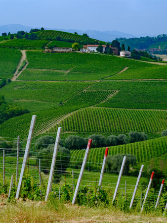 Vineyards in Monferrato near Alice Bel Colle, Asti province, Piedmont, Italy, at June. UNESCO World...