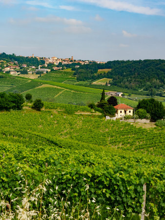 Vineyards in Monferrato near Maranzana, Alessandria province, Piedmont, Italyの写真素材
