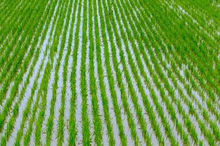 Rice fields near Frascarolo in Lomellina, Pavia province, Lombardy, Italy
