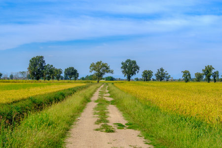 Country landscape near Noviglio, in Milan province, Lombardy, Italyの写真素材
