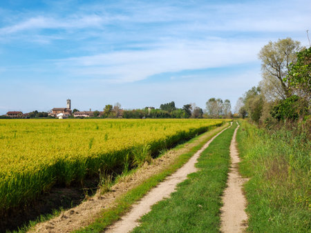 Country landscape near Noviglio, in Milan province, Lombardy, Italyの写真素材
