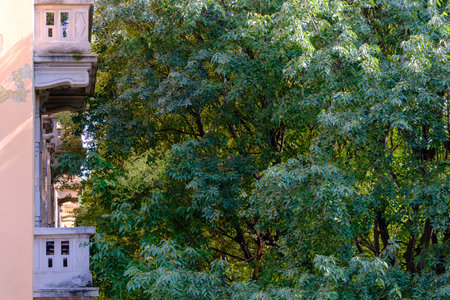 Hackberry trees along via Biondi at Milan, Lombardy, Italy, in the summertimeの写真素材