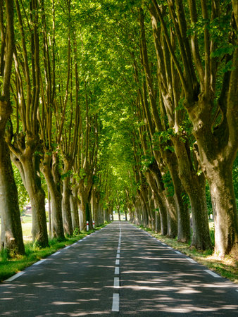 Typical road in Provence between Apt and Manosque (Provence-Alpes-Cote d'Azur, France) with rows of trees, at Juneの写真素材