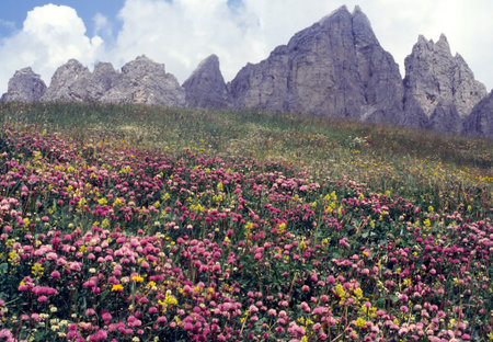 Mountain landscape along the road to Gardena Pass, Bolzano province, Trentino-Alto Adige, Dolomites, Italyの写真素材