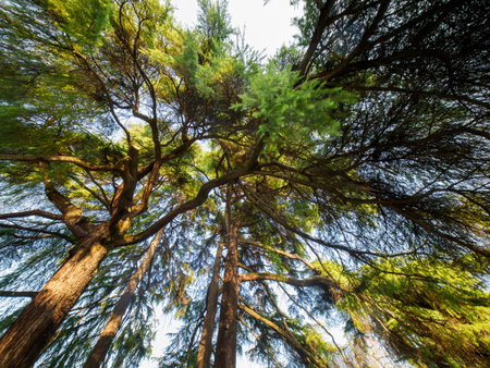 Autumn at Parco Sempione, public park in Milan, Lombardy, Italyの写真素材
