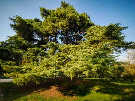 Autumn at Parco Sempione, public park in Milan, Lombardy, Italyの写真素材