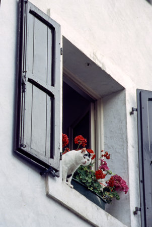 Venzone, Udine province, Friuli-Venezia Giulia, Italy: the medieval village restored after the earthquake of 1976. A catの写真素材