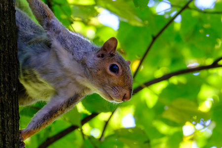 The Monza park, Brianza, Lombardy, Italy, at October: a squirrel