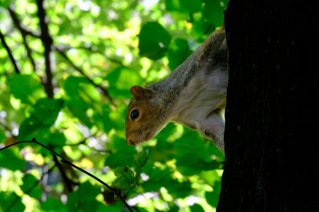 The Monza park, Brianza, Lombardy, Italy, at October: a squirrel